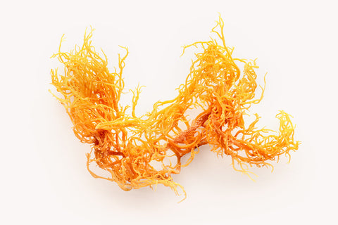 Irish Sea Moss