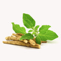 Image of Ashwagandha plant 
